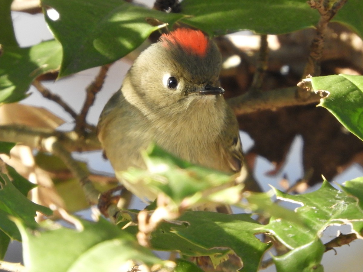 מלכילון אמריקני - ML647152623