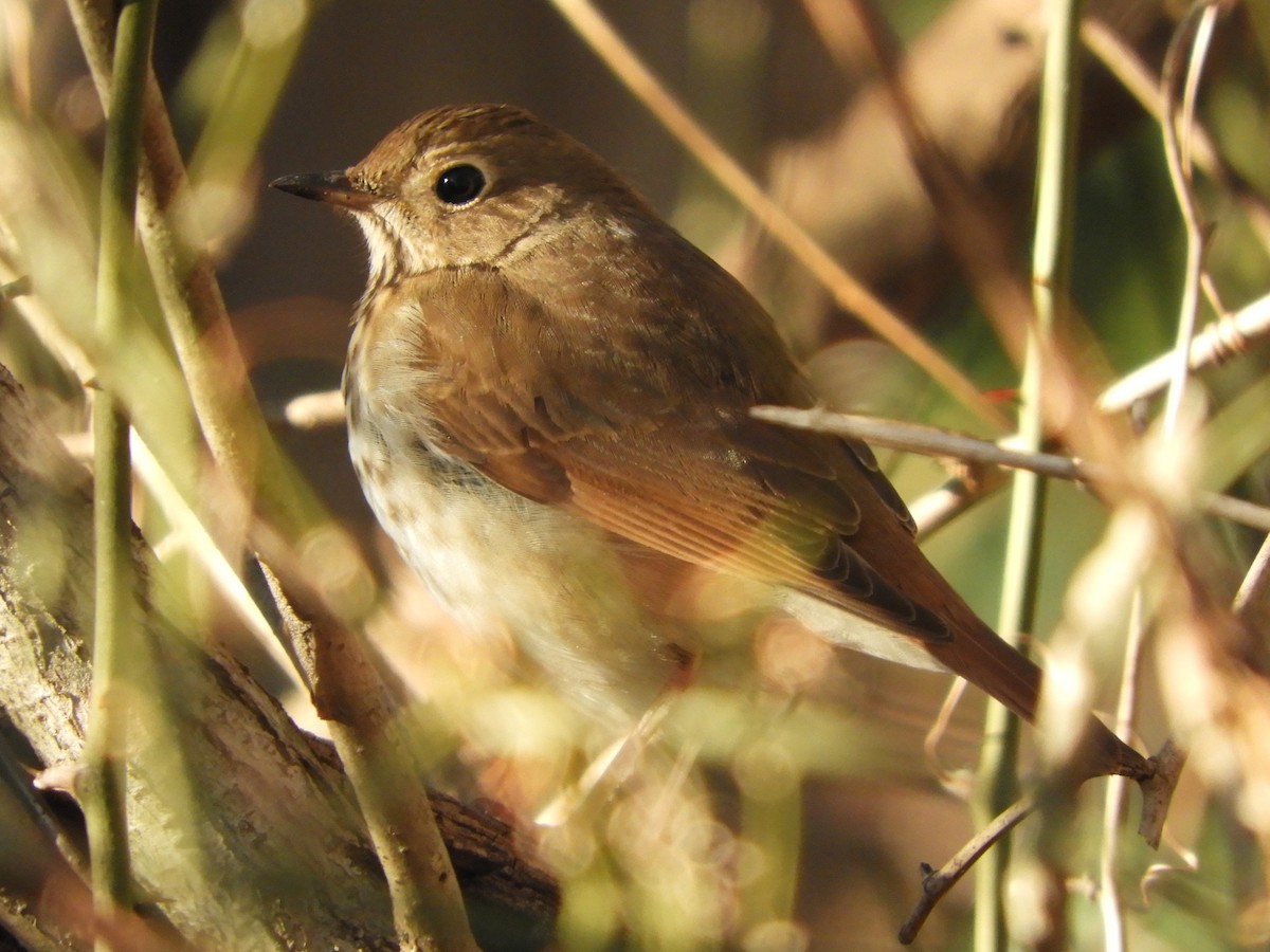 קיכלי חלוד-זנב - ML647152629