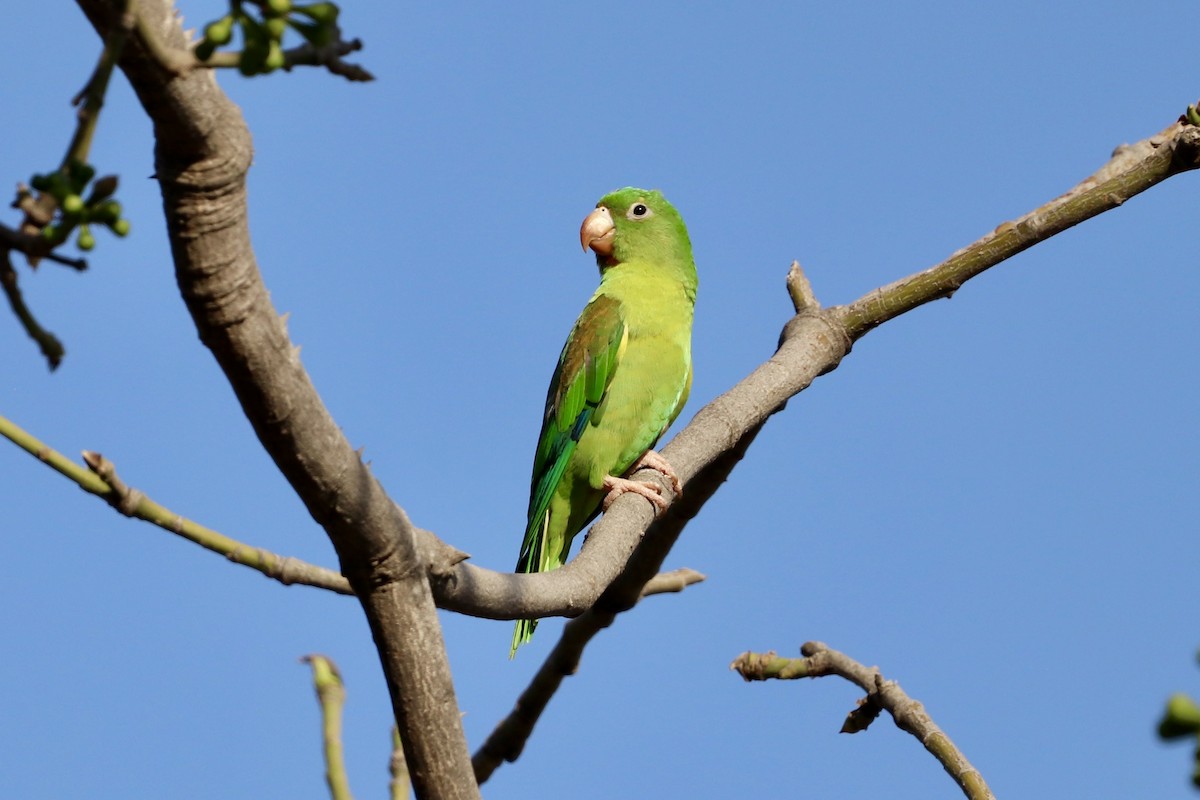 Orange-chinned Parakeet - ML647152637