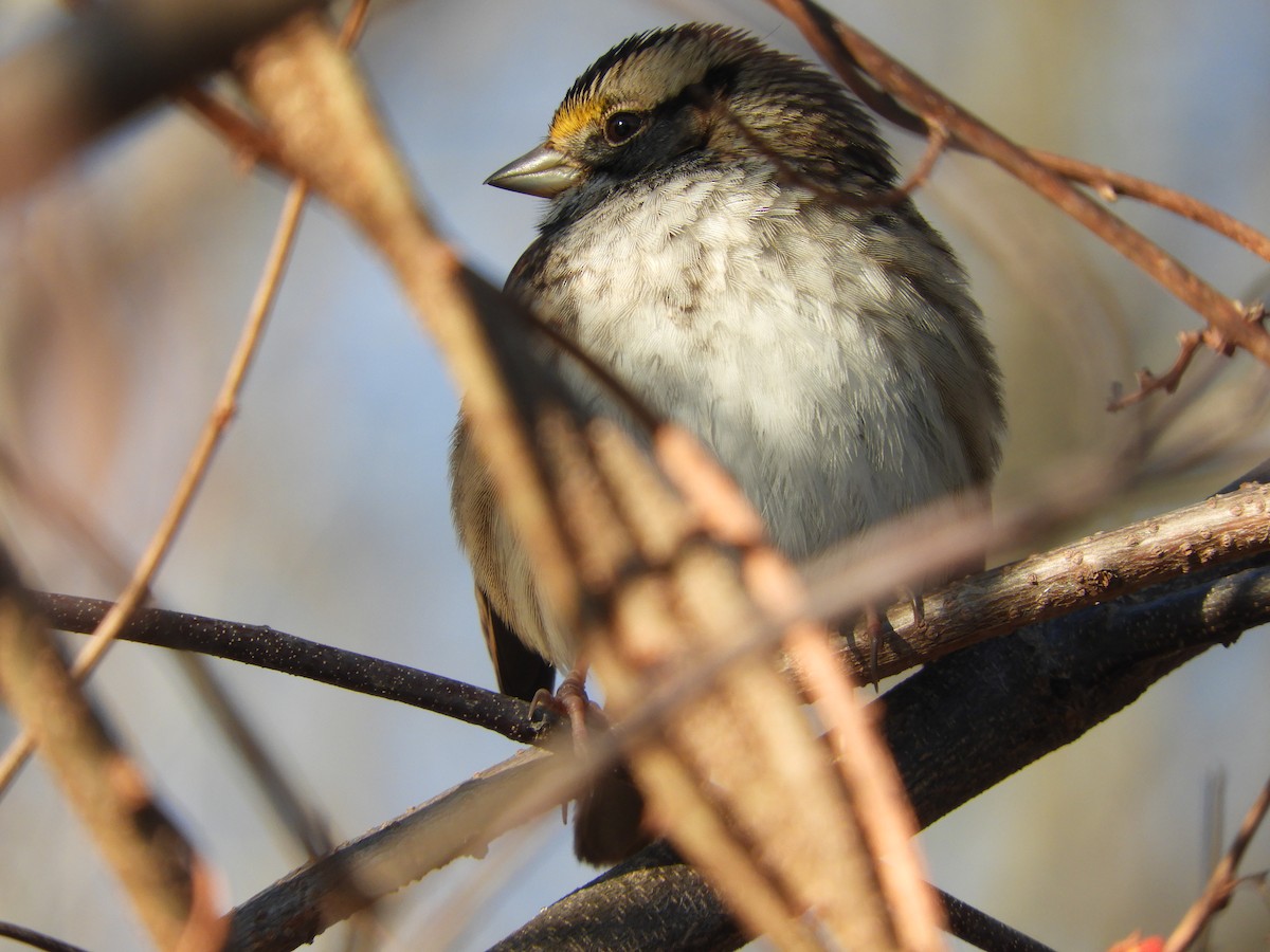 גיבתונית לבנת-גרון - ML647152639