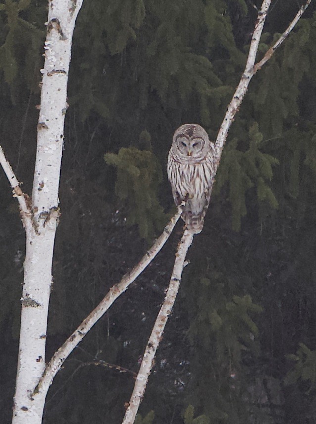 Streifenkauz - ML647152643