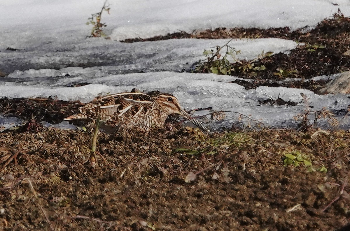 Wilson Suçulluğu - ML647152645