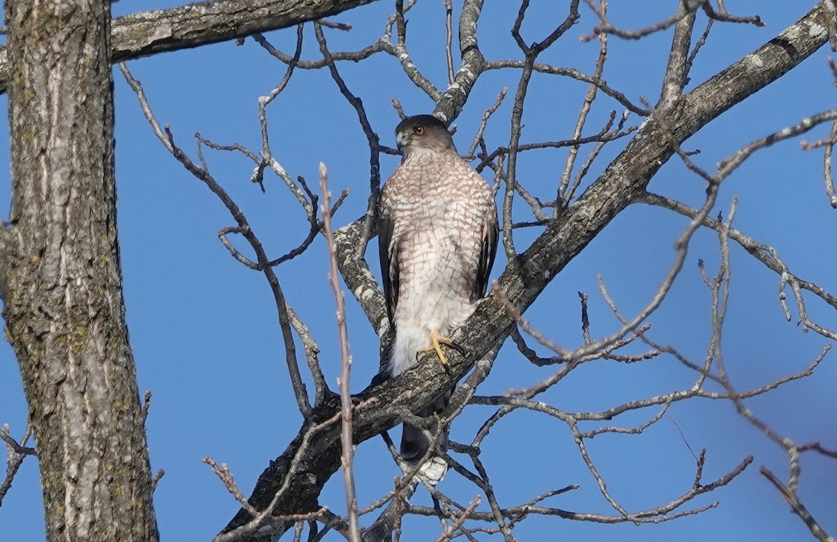 Cooper's Hawk - ML647152653