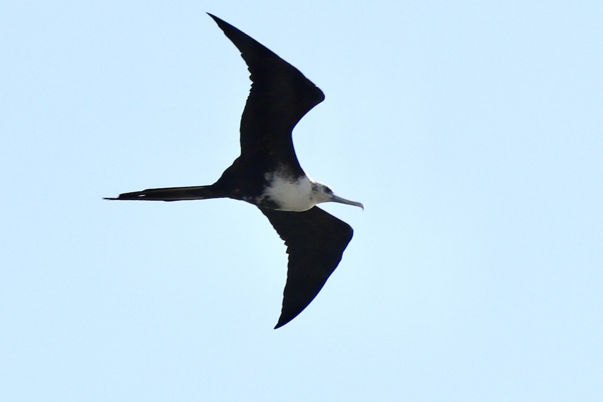 Magnificent Frigatebird - ML647152654
