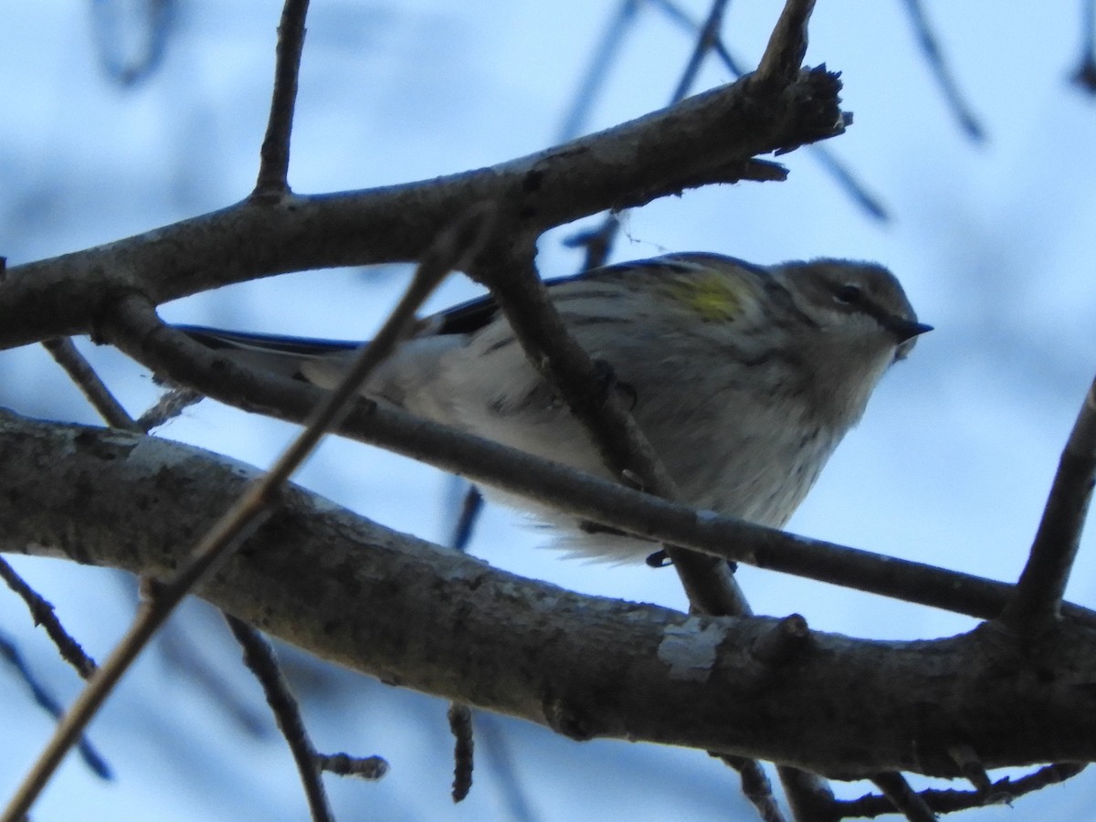 סבכון הכתר - ML647152661