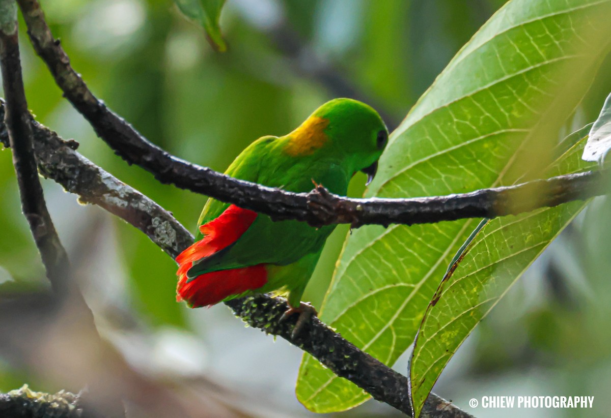 Blue-crowned Hanging-Parrot - ML647152664