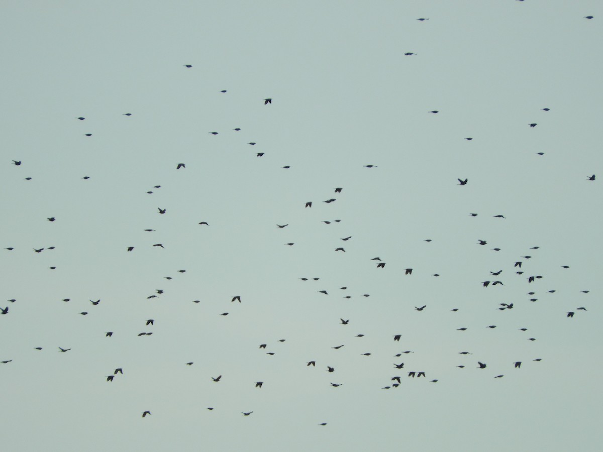 Quiscale bronzé - ML647152668