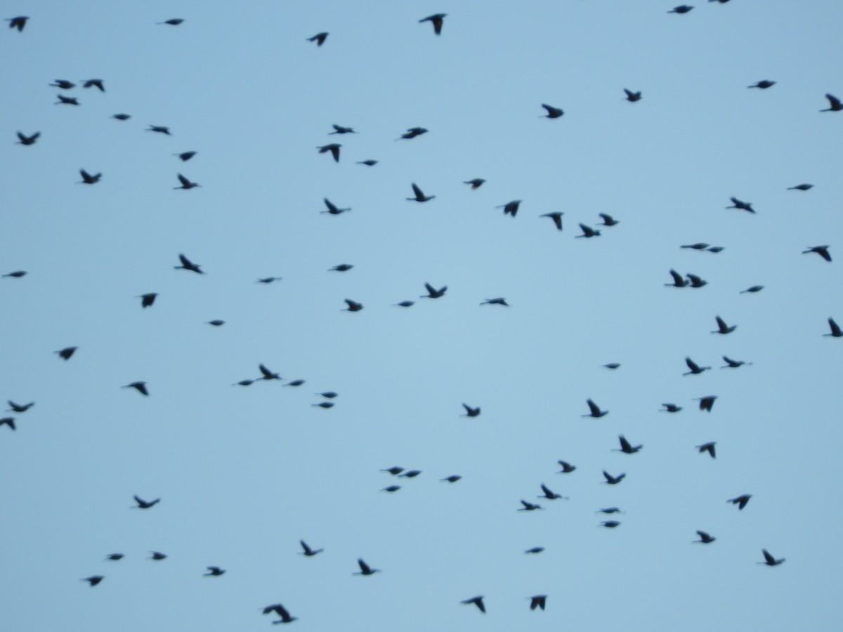 Quiscale bronzé - ML647152669