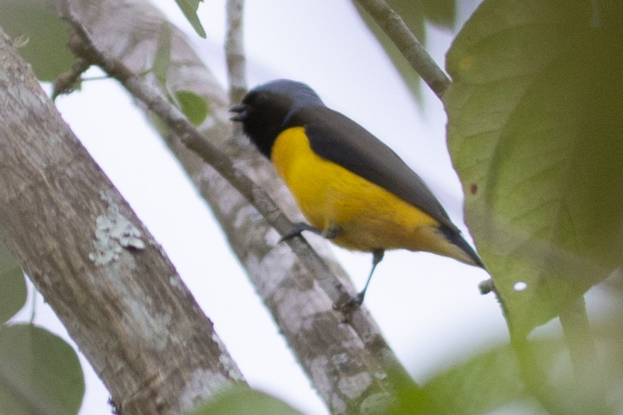 Golden-rumped Euphonia - ML647152671