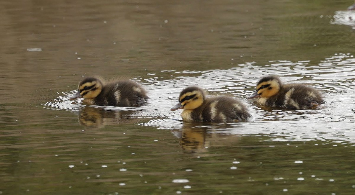 Ahate bekainduna - ML647152676