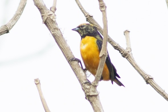 Orange-crowned Euphonia - ML647152680