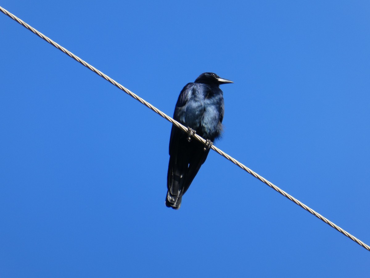 Sinaloa Crow - ML647152681