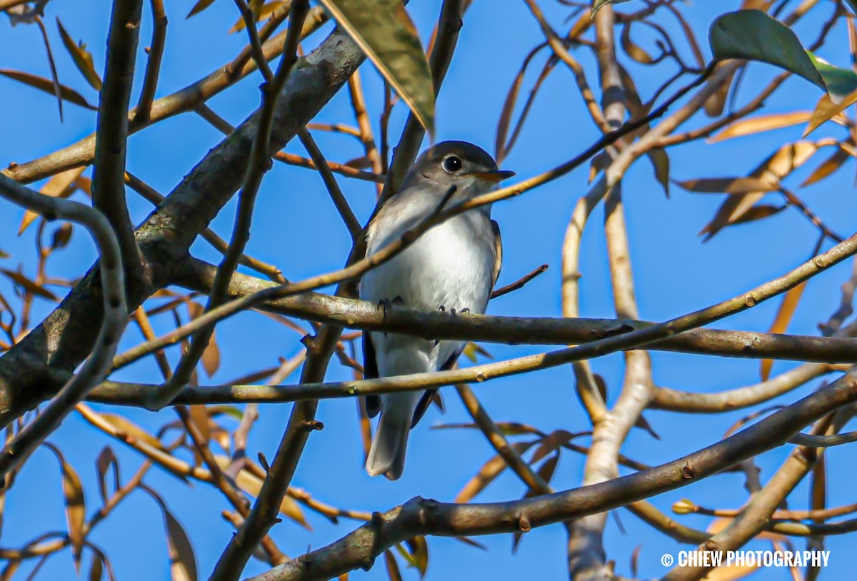 Euli-txori arrea - ML647152682