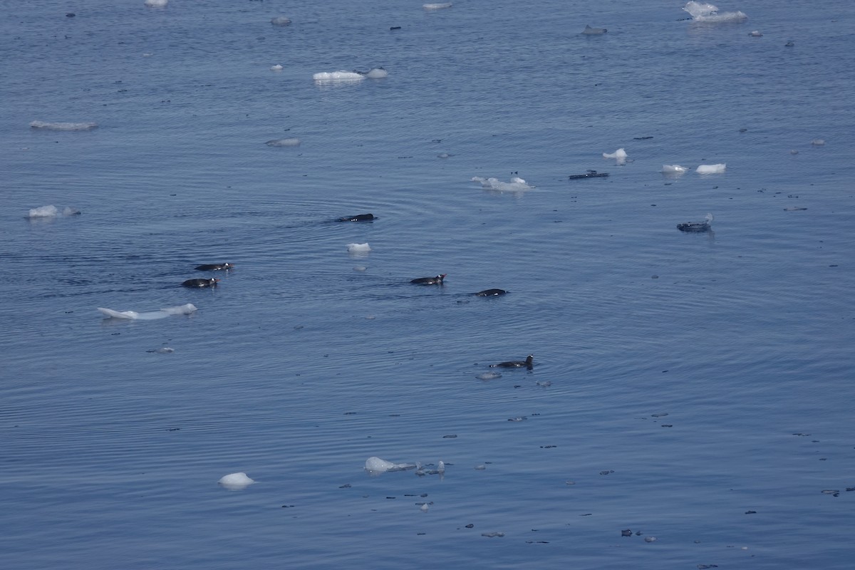 Gentoo Penguin - ML647152685