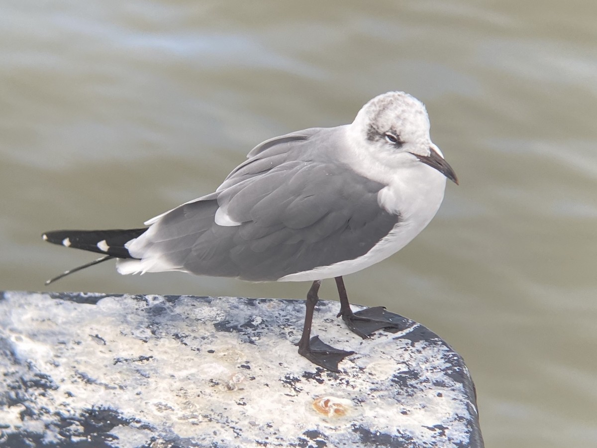 Antxeta mokogorri amerikarra - ML647152686