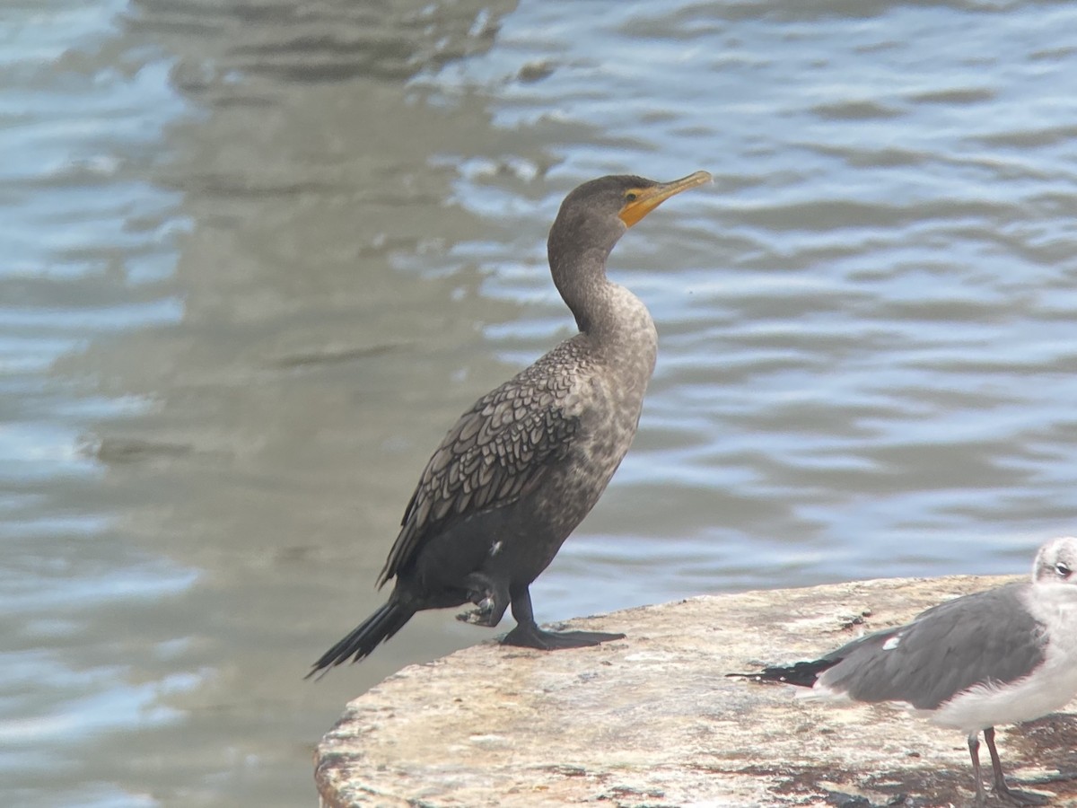 Ubarroi belarriduna - ML647152687