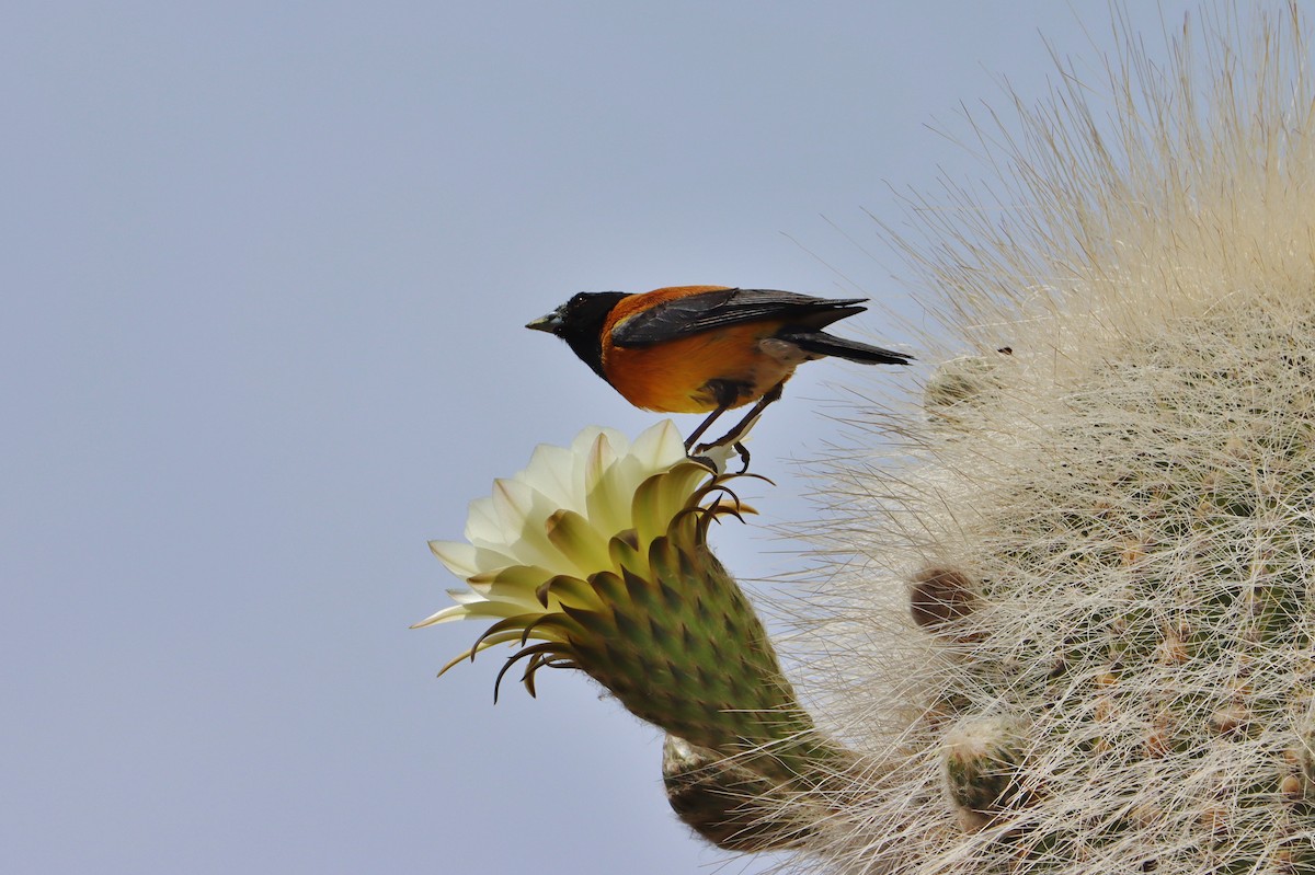 Black-hooded Sierra Finch - ML647152688