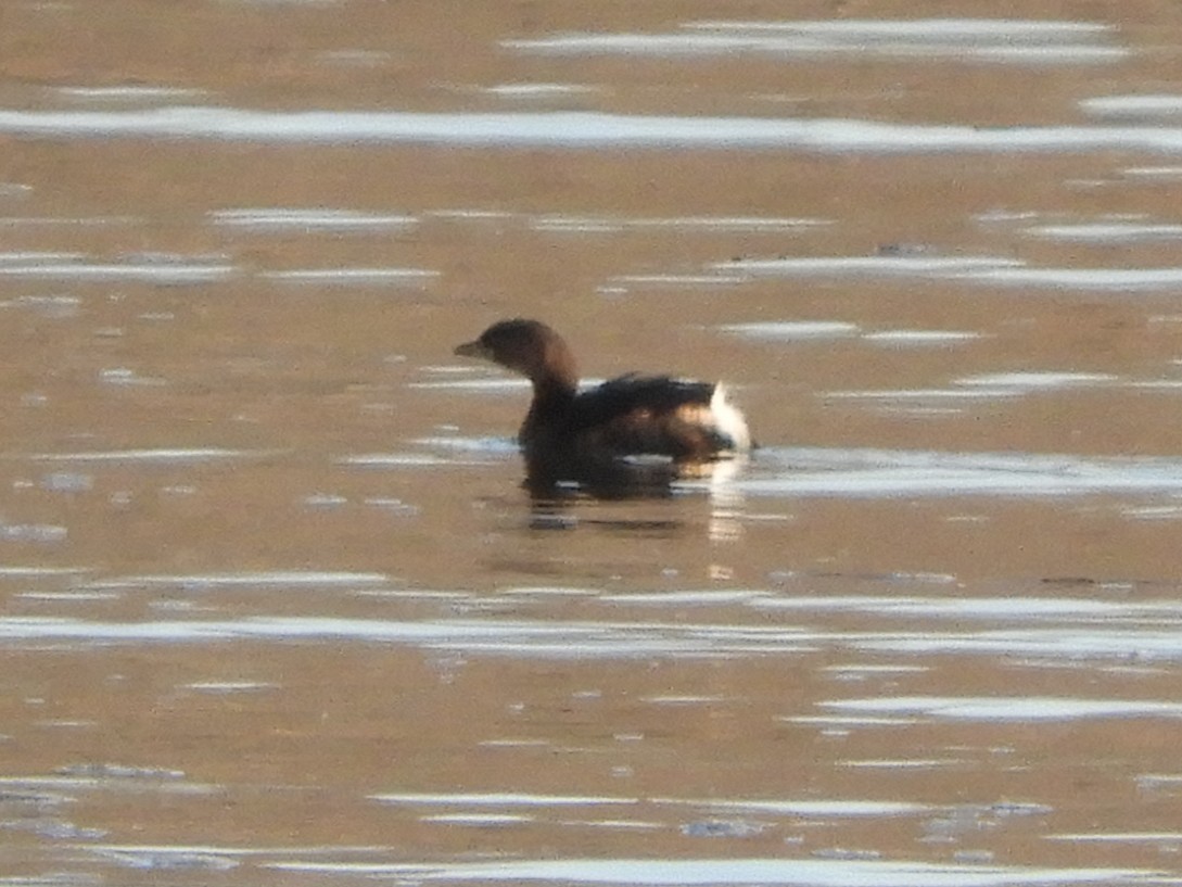 Txilinporta mokolodia - ML647152692