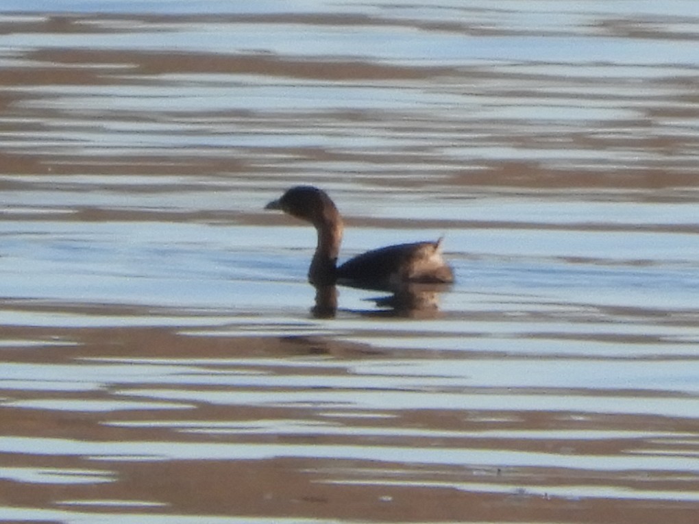 Txilinporta mokolodia - ML647152693