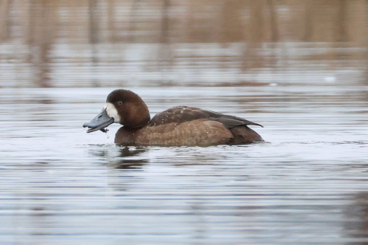 Murgilari handia - ML647152696