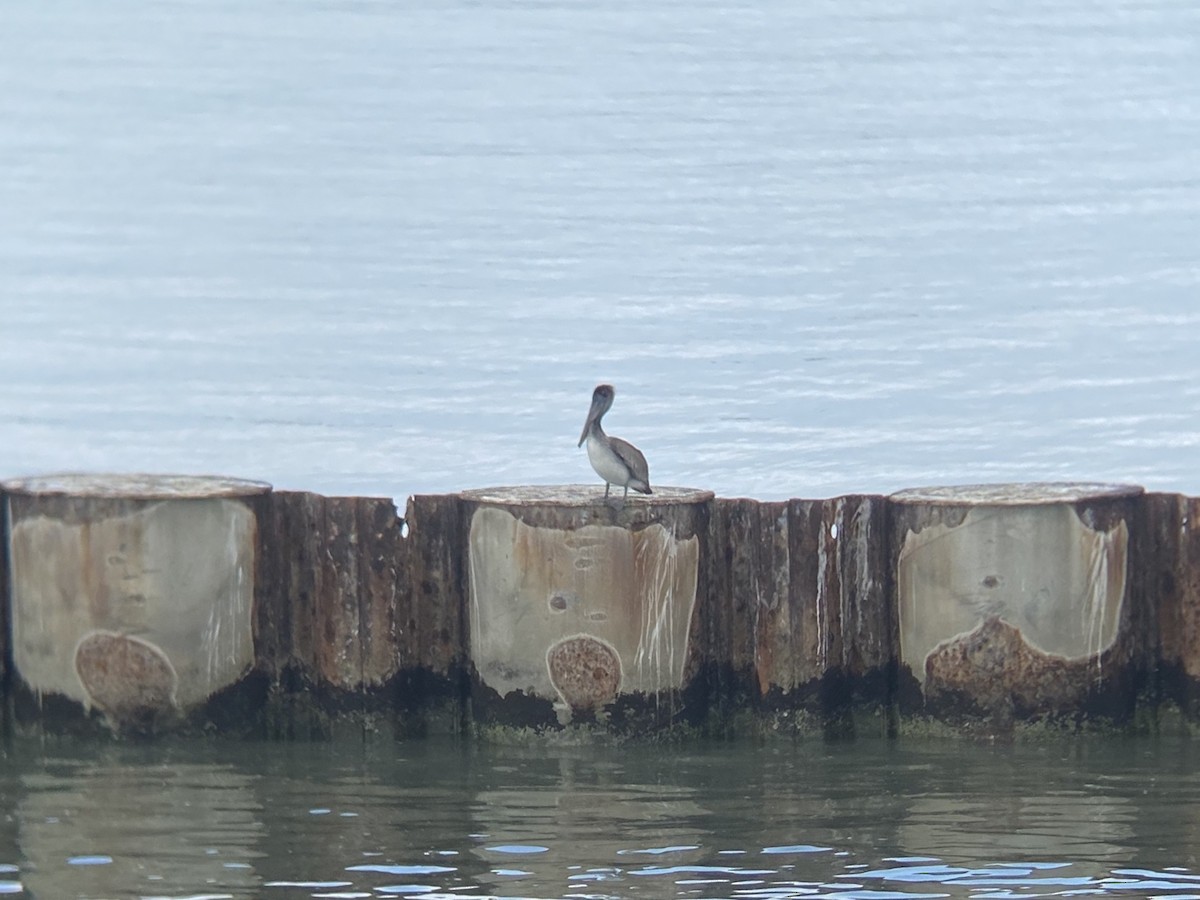 Pelikano arrea - ML647152697