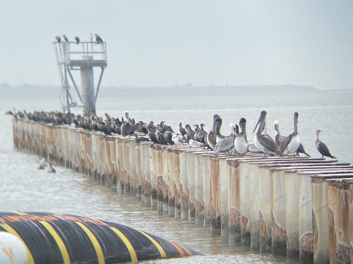 Pelikano arrea - ML647152698