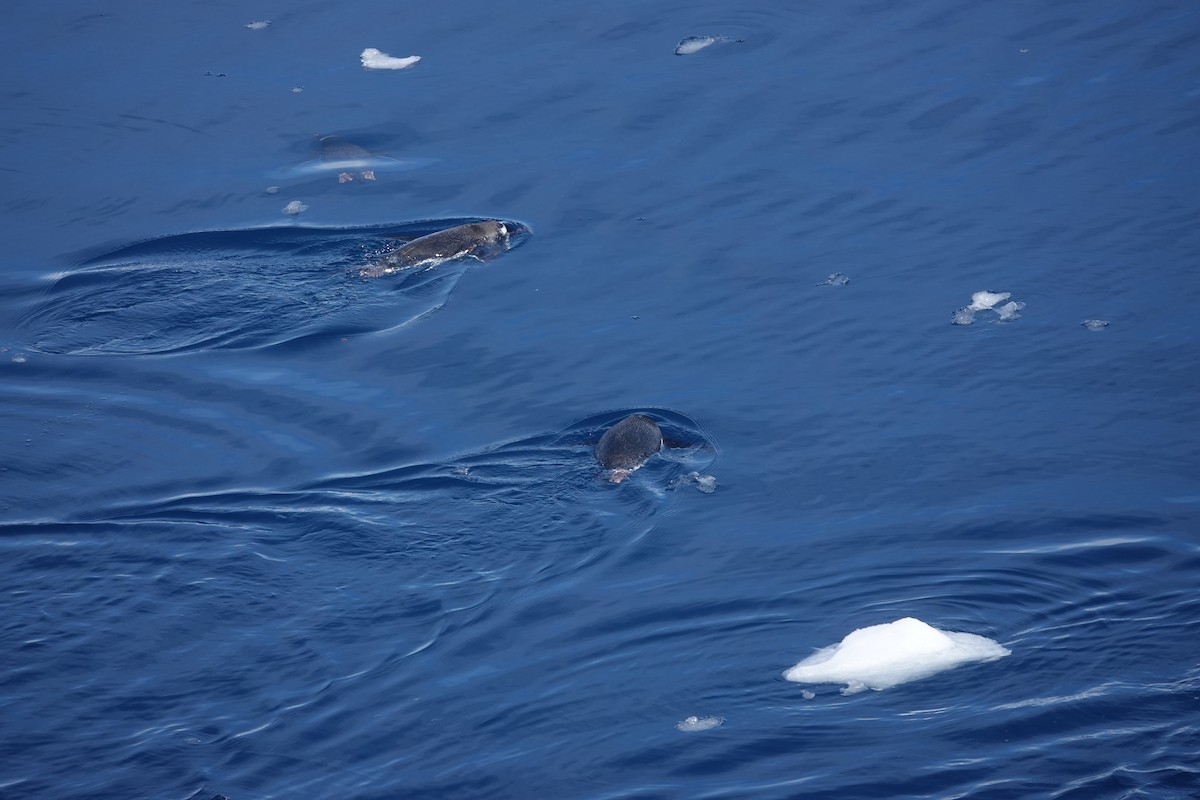 Gentoo Penguin - ML647152699