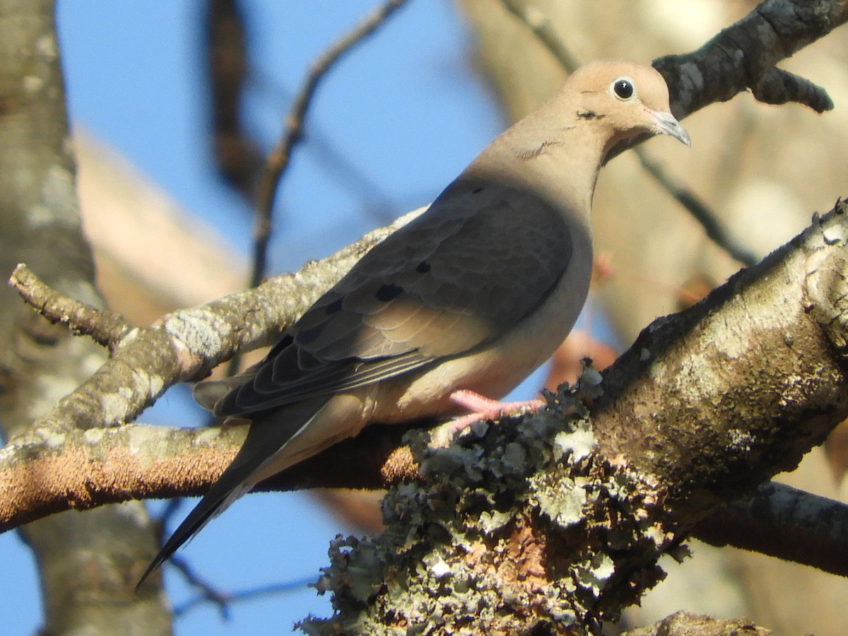 Zenaida arrunta - ML647152700