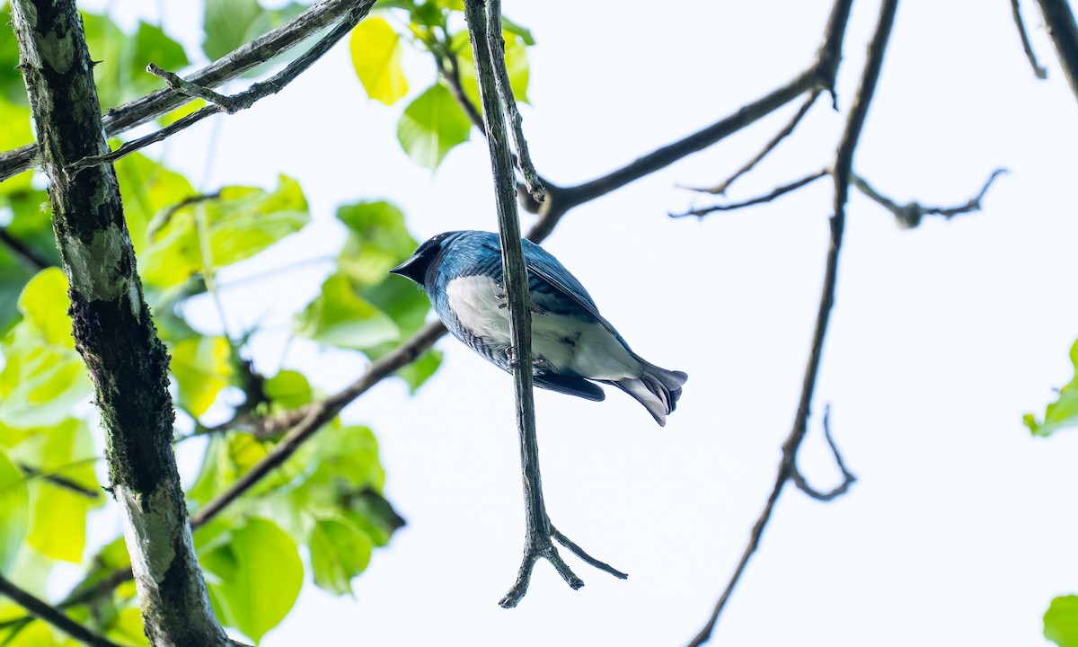 Swallow Tanager - ML647152701