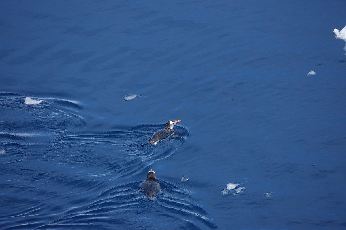 Gentoo Penguin - ML647152702