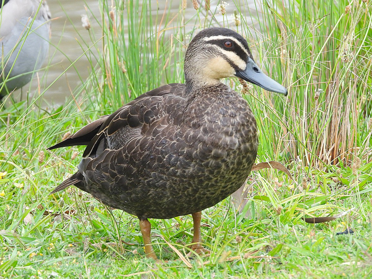 Ahate bekainduna - ML647152703