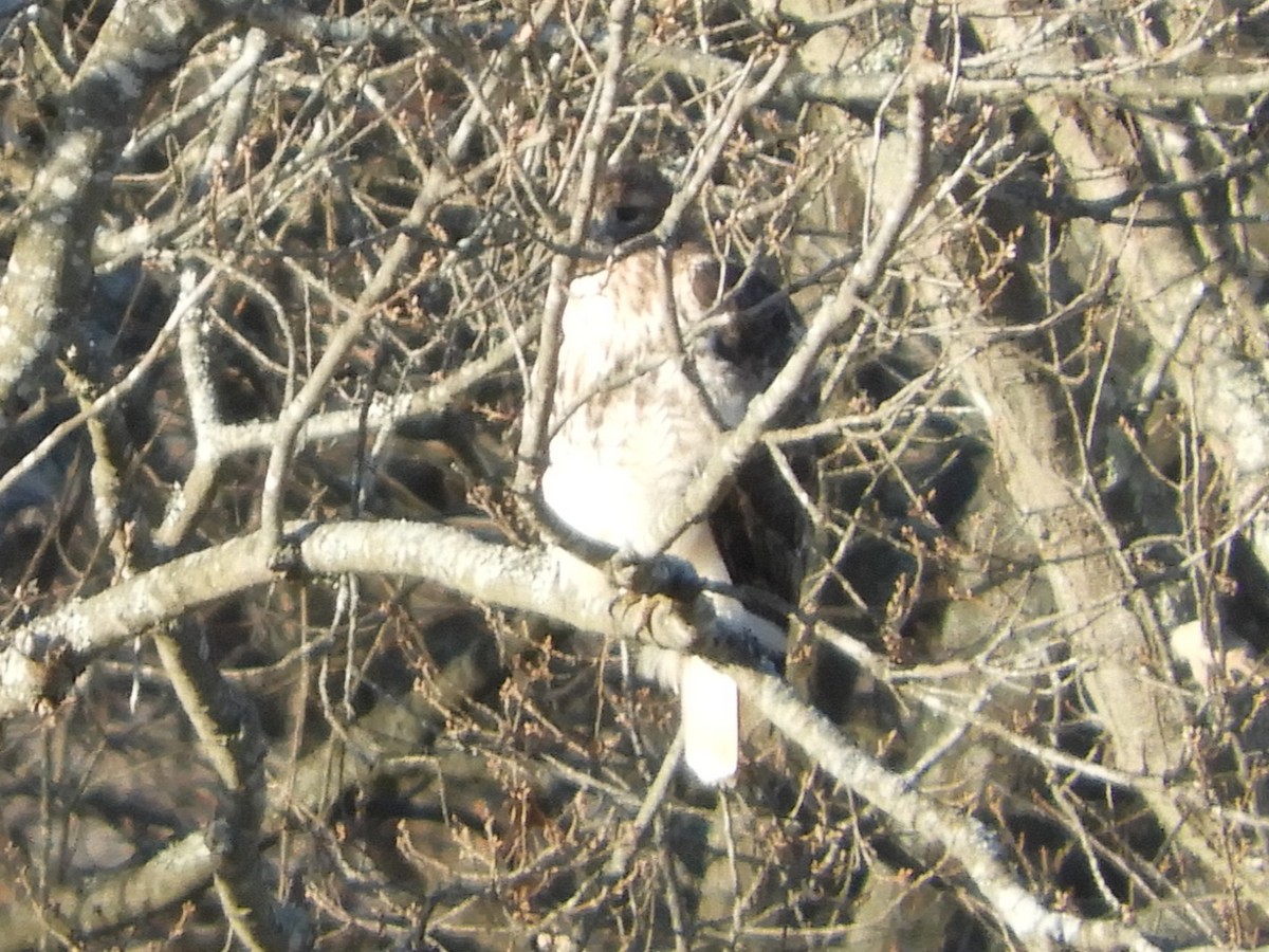 Zapelatz buztangorria - ML647152704