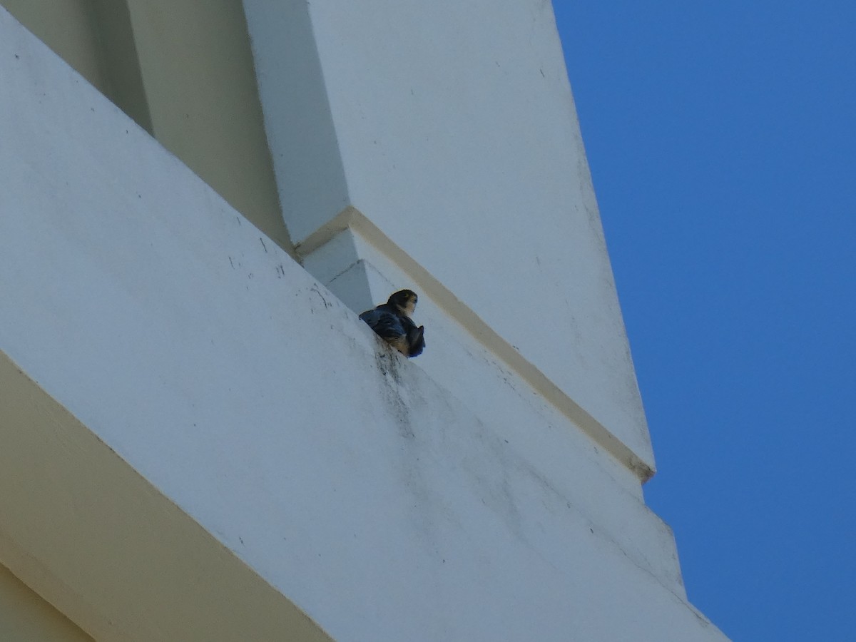 Belatz handia - ML647152706