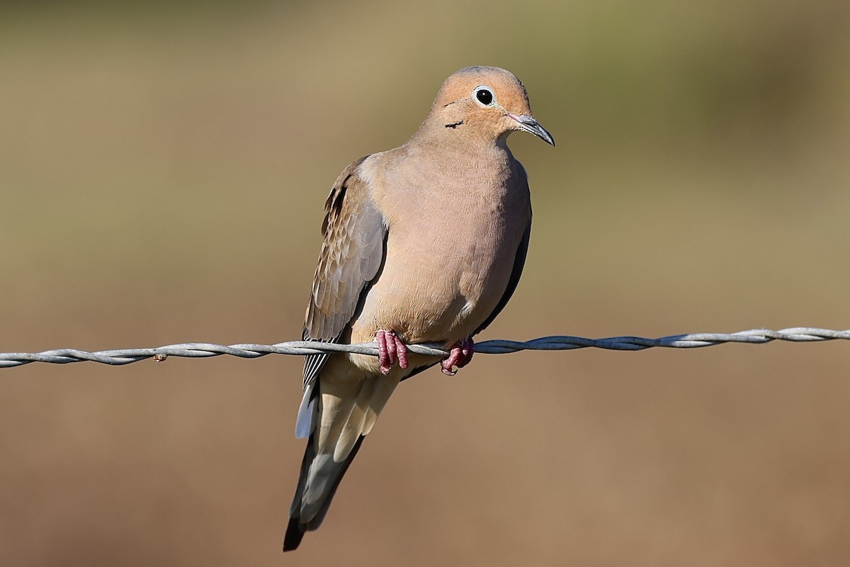 Zenaida arrunta - ML647152709