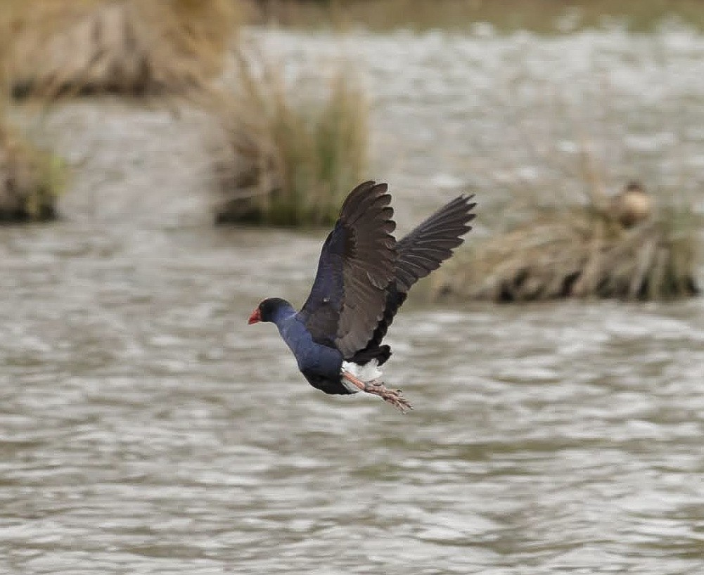 Australasian Swamphen - ML647152711