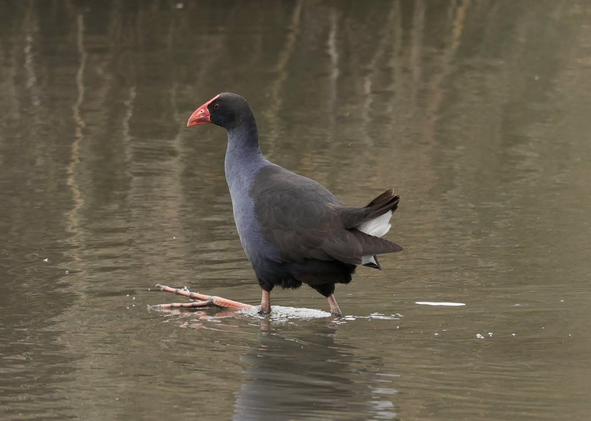 Australasian Swamphen - ML647152712