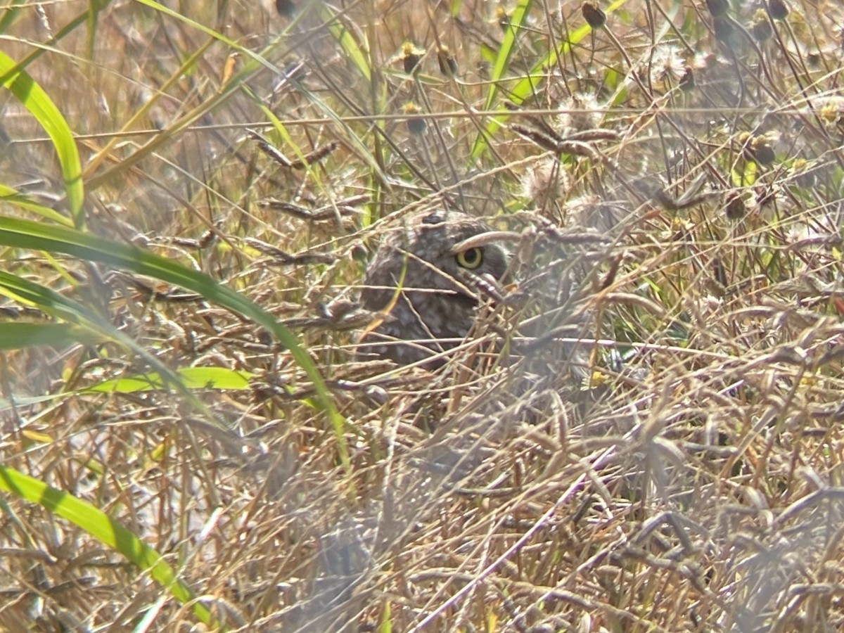 Burrowing Owl - ML647152713