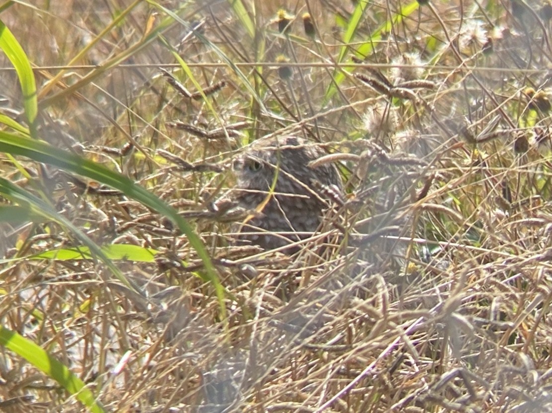 Burrowing Owl - ML647152714