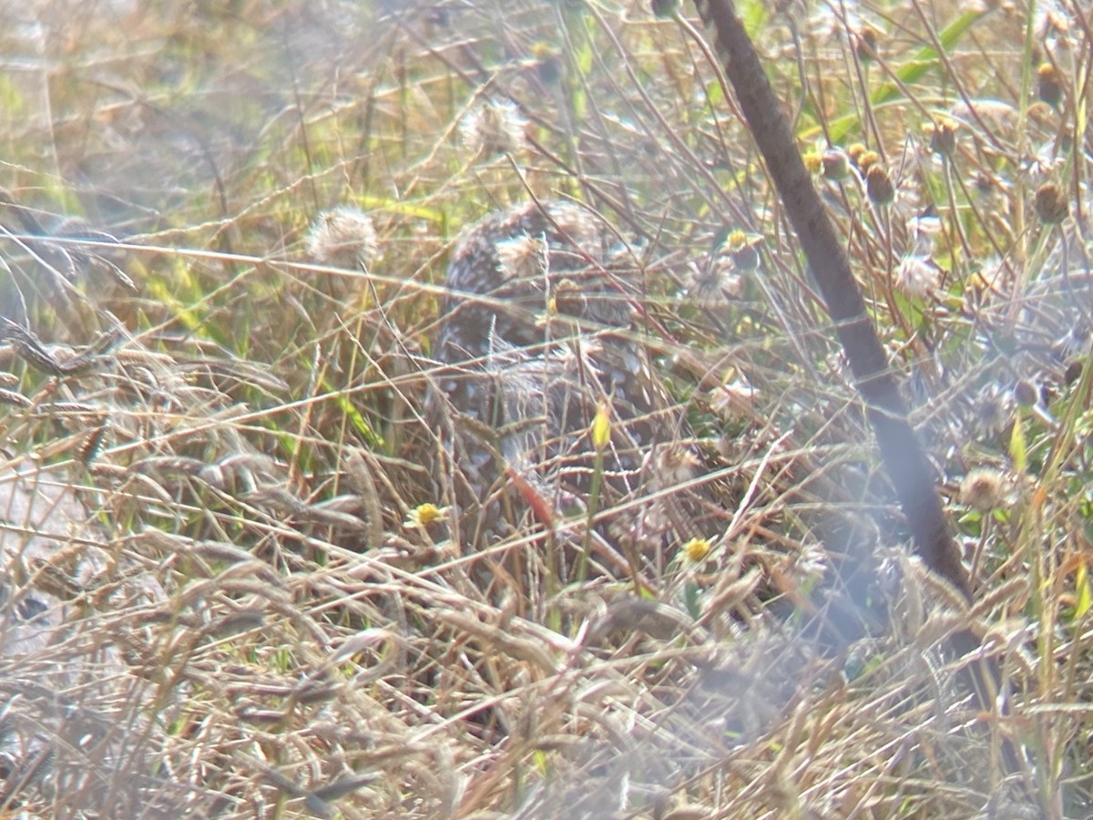 Burrowing Owl - ML647152715