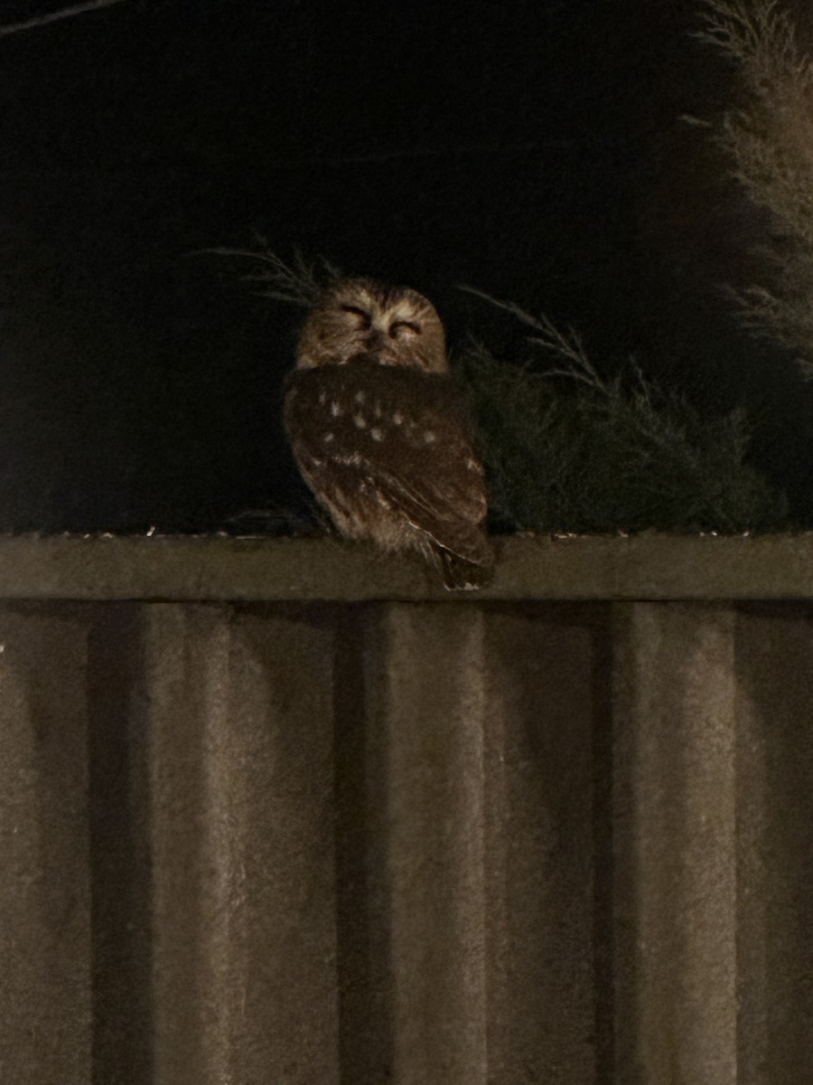 アメリカキンメフクロウ - ML647152716