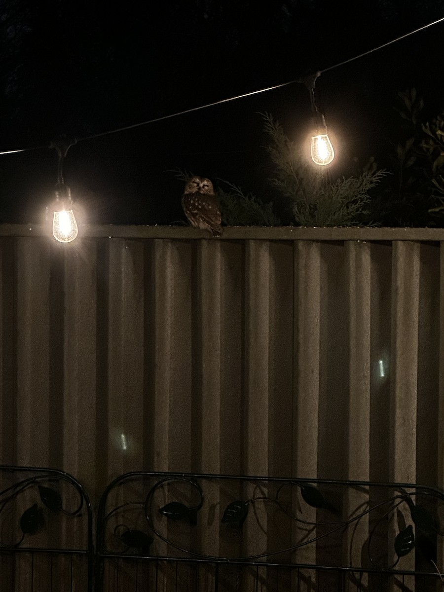 アメリカキンメフクロウ - ML647152717