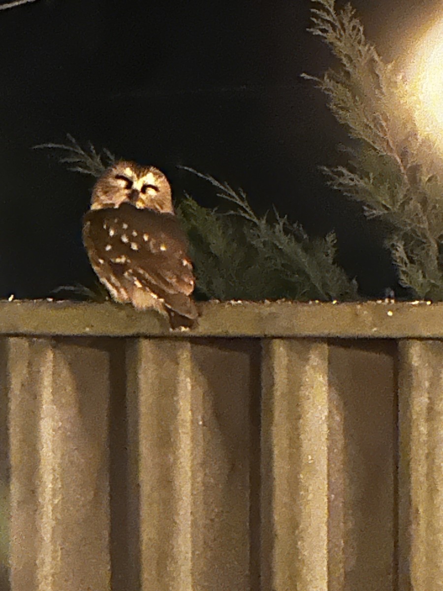 アメリカキンメフクロウ - ML647152718