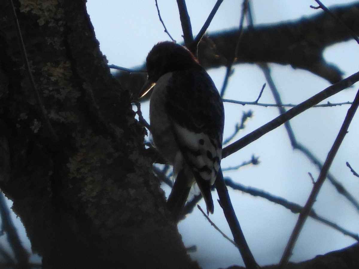 Red-headed Woodpecker - ML647152720