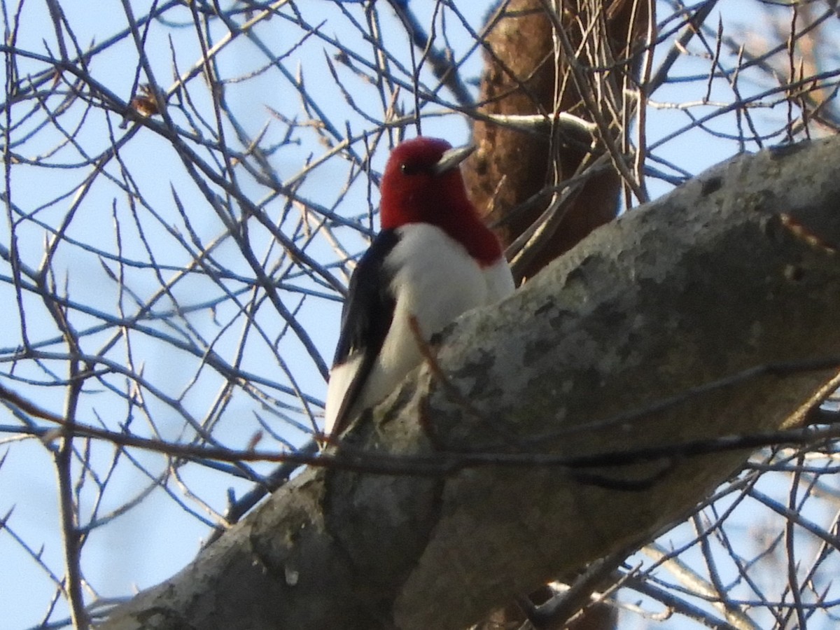 Red-headed Woodpecker - ML647152721