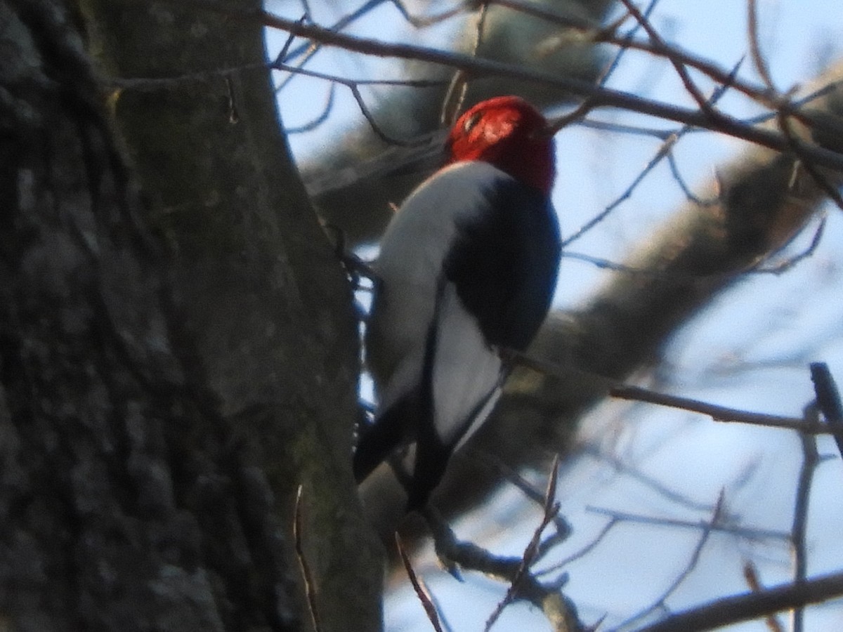 Red-headed Woodpecker - ML647152722