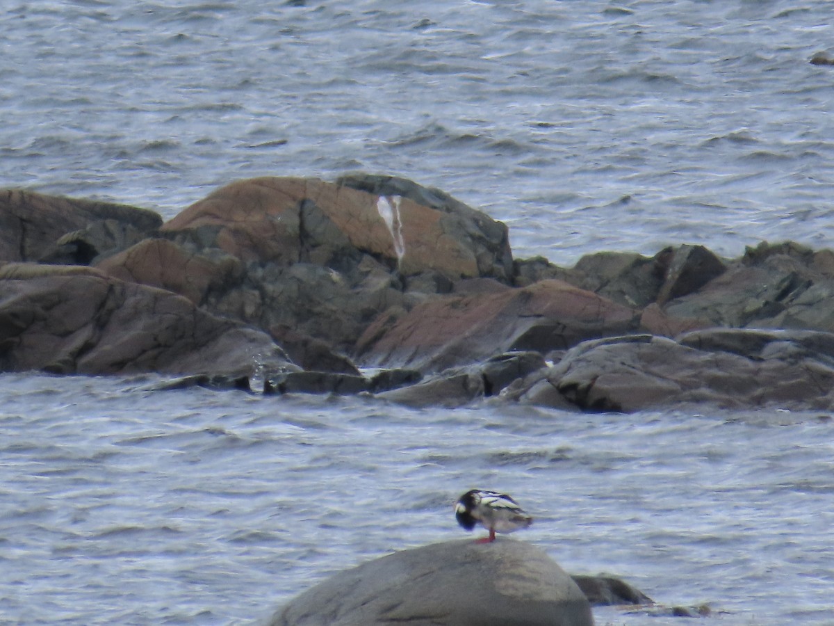 Serreta Mediana - ML647152725