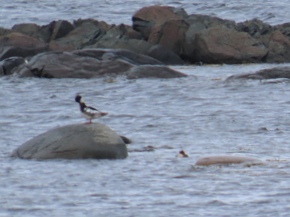 Serreta Mediana - ML647152726