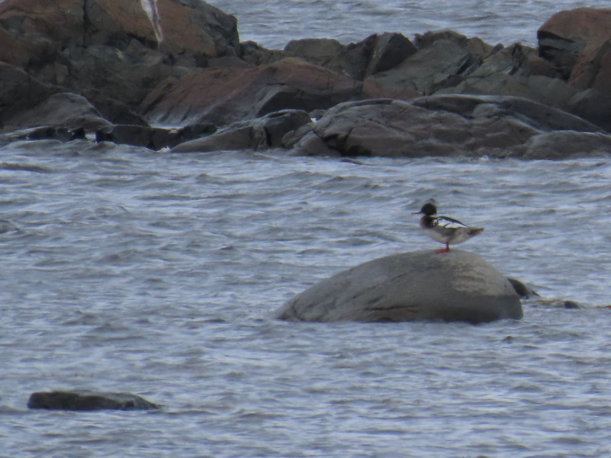 Serreta Mediana - ML647152727