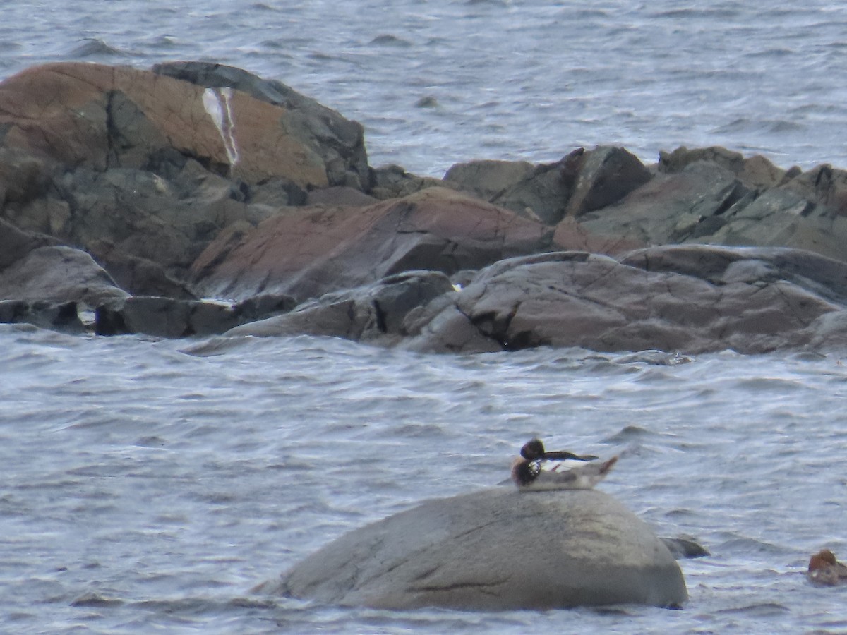 Serreta Mediana - ML647152728