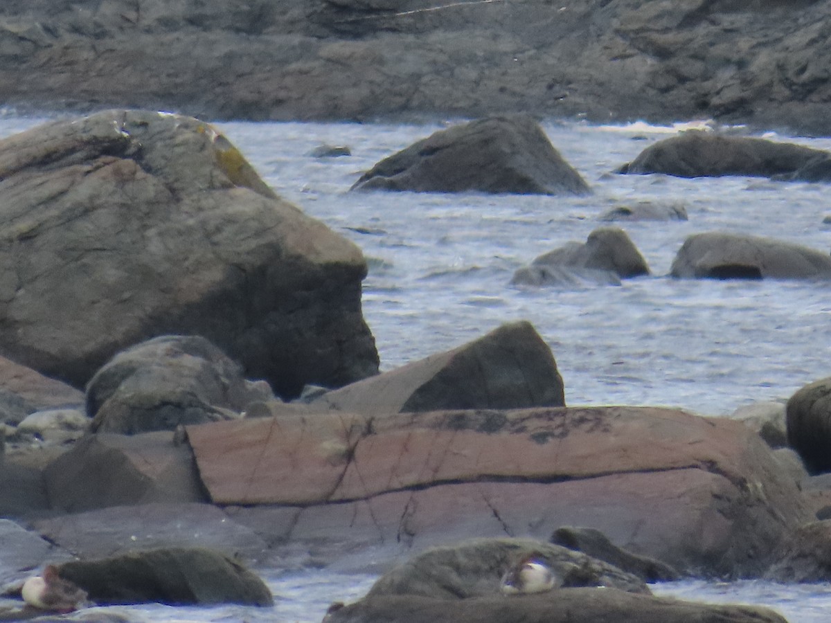 Serreta Mediana - ML647152729